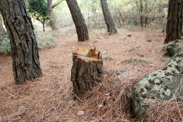 How Our Tree Care Process Works  in  Altamont, NY